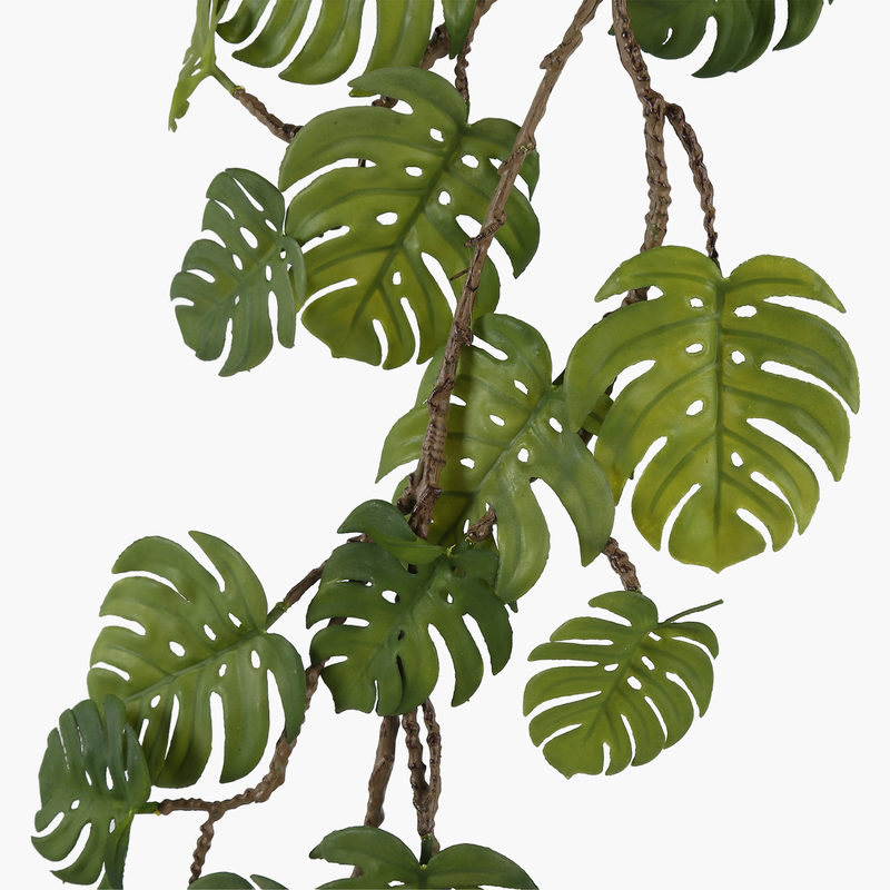 Monstera Asma Dal 110cm